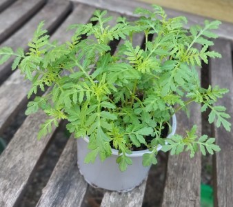 tagetes lemon58